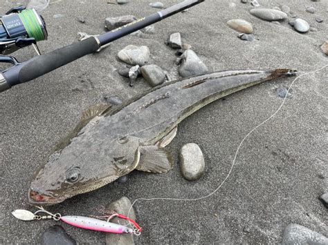 夜釣り・ナイトゲームのマゴチ釣り基礎講座 まるなか大衆鮮魚