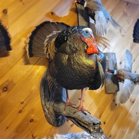 Turkeyother Taxidermy Gallery Coble Taxidermy Virginia