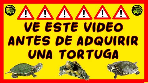 Cuanto Cuesta Mantener A Una Tortuga Youtube