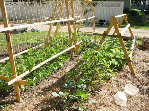 Legumes Vegarden Indoor Herb Garden Diy Squash Trellis Indoor