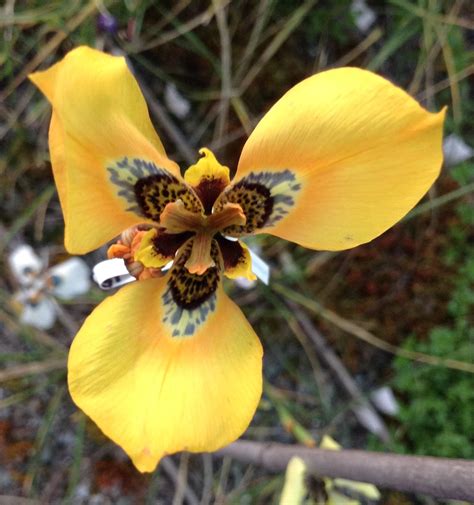 Growing Cool Plants New Moraea Hybrids