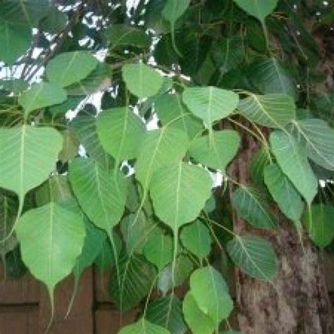 Sacred Trees in India | Ficus, Live plants, Tree seeds