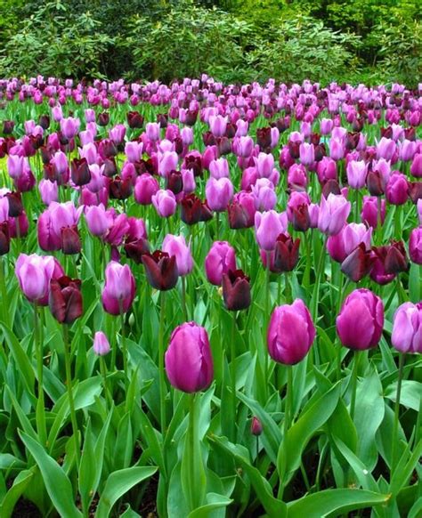 Tulip Garden State Collection - Black and Purple Tulips | DutchGrown ...