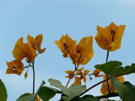 kenapa daun bunga kertas warna kuning - Rose Wright