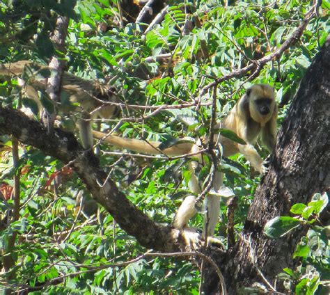 Female Specimen Of Black And Gold Howler Monkey Alouatta Caraya