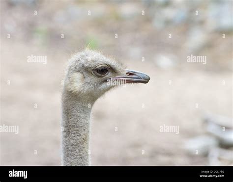 Portrait Of One Male Ostrich Looking To Viewers Right The Ostrich Is A