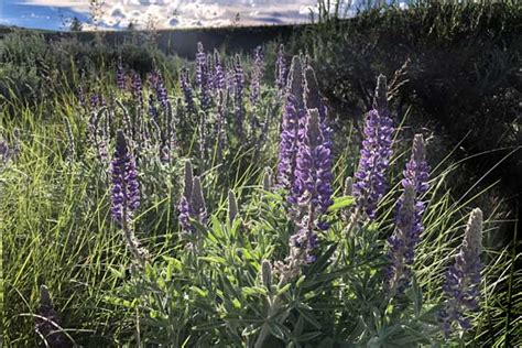 Wildflowers Of Western Montana | Best Flower Site