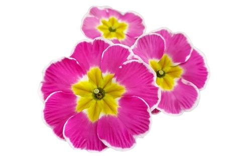 Premium Photo Bright Spring Clipart Of Pink Primrose Flowers