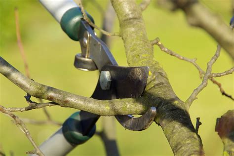 Apfelbaum Äste runterbinden So geht s richtig