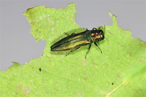 Emerald Ash Borer Center For Invasive Species Research