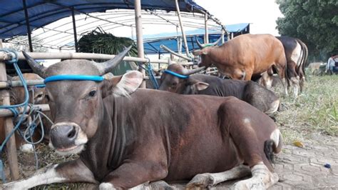 Harga Hewan Kurban Di Bekasi Jelang Idul Adha 2023 Kambing Dibanderol