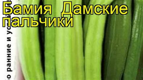 Бамия (Дамские пальчики). Краткий обзор: Бамия описание характеристик ...