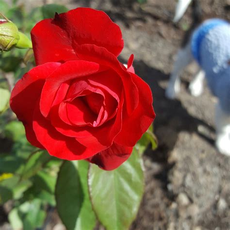 Rosa Europeana Rose Europeana Floribunda In Gardentags Plant