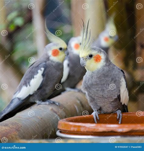 Parrots Resting On A Perch Stock Image Image Of Bright 97052047