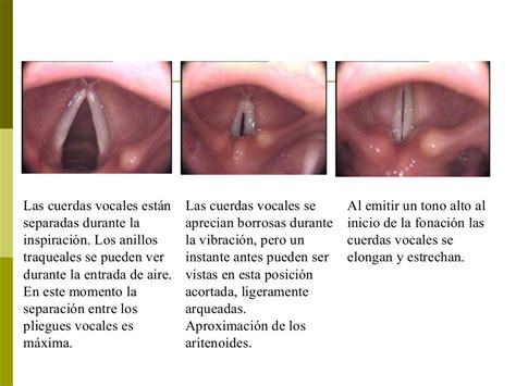 Fisiologia Fonacion