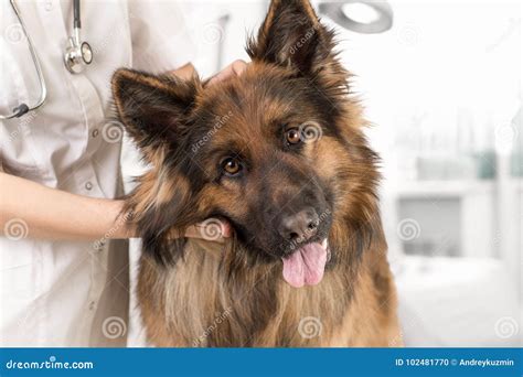 Dog Examination By Veterinary Doctor Stock Photo Image Of Aged Room