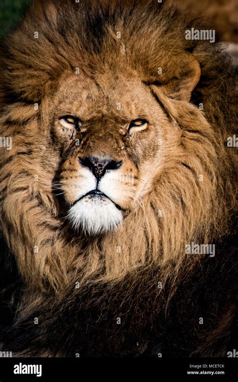 Big Male Lion Hi Res Stock Photography And Images Alamy