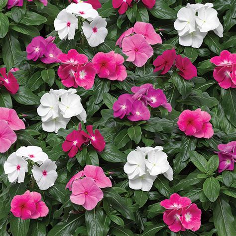 Vinca Cora® Xdr Mix Hybrid New Horticultural Products And Services