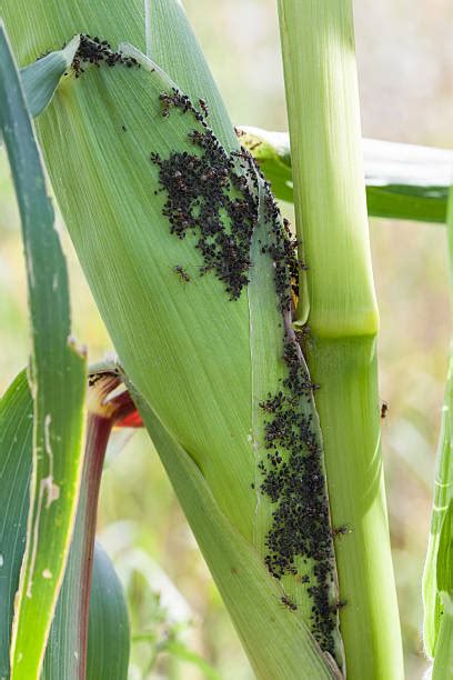 200+ Corn Aphid Stock Photos, Pictures & Royalty-Free Images - iStock