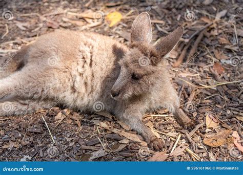 Little Kangaroo Resting on the Ground Stock Photo - Image of australia ...