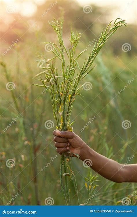 Organic Mustard Plant With Lots Of Seed Pods Showing Stock Photo