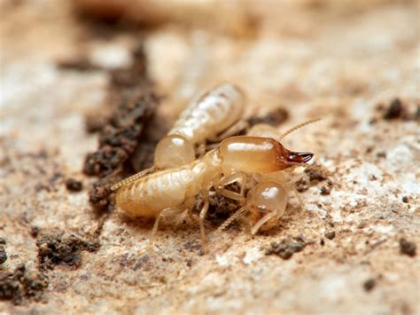 Cómo Prevenir una Plaga de Termitas Consejos Abiomed