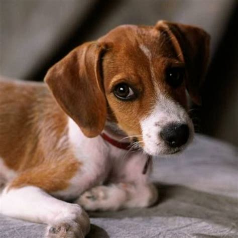 Jack Russell Terrier Beagle Mix