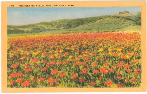 California Hollywood Poinsettia Field C1940