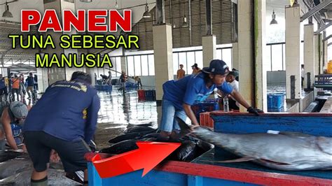 WOW PANEN TUNA DI TPI DERMAGA SENDANGBIRU MALANG YouTube