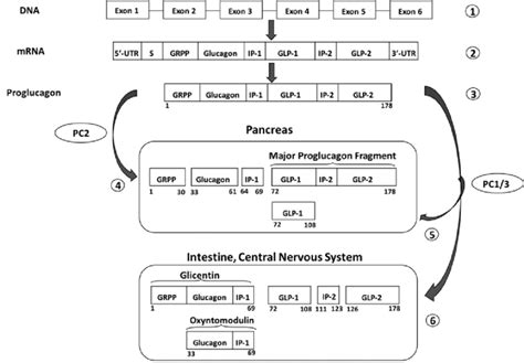 Processing Of The Proglucagon Gene Into Proglucagon Derived Peptides