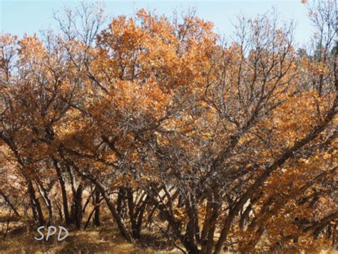 The Gambel Oak - Colorado Native Plant Society