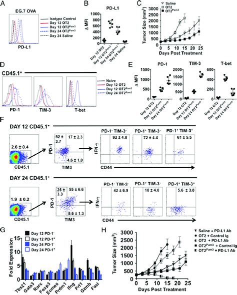 Ot Pam Cells Synergize With Pd Pd L Blockade To Induce Tumor