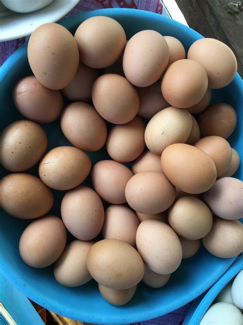 Chicken Egg Color Chart Find Out What Your Breed Lays Sterling Springs Chicken