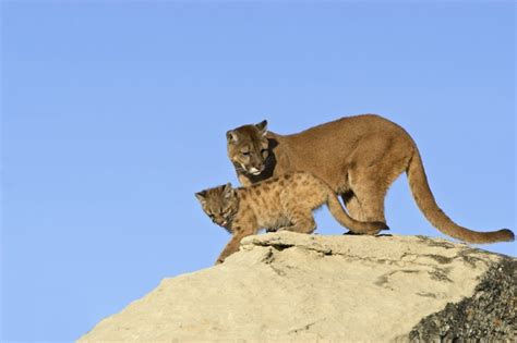 Cougar Reproduction - Feline Facts and Information