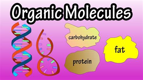 Major Groups Of Organic Molecules What Are Organic Molecules The