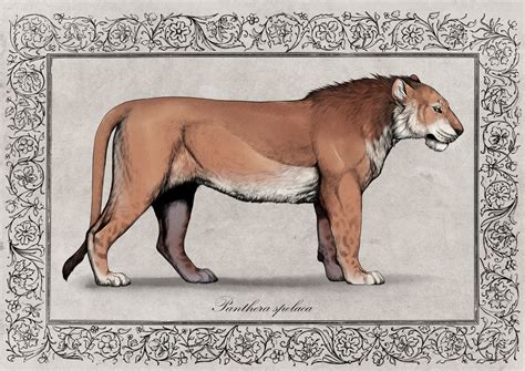 Panthera spelaea spelaea by badass-doctor on DeviantArt