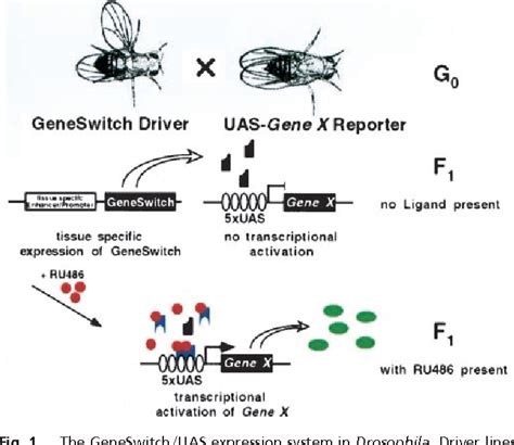 Figure 1 From A Conditional Tissue Specific Transgene Expression System