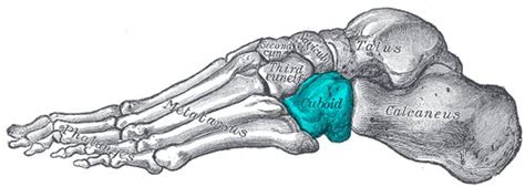 The Cuboid Bone