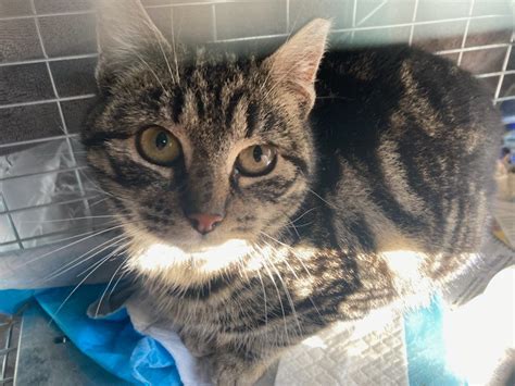 What is TNR?