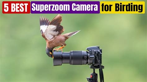 Top 10 Superzoom Cameras For Birding Nature Blog Network