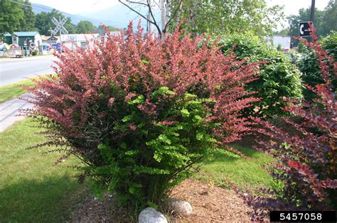 Japanese Barberry Berberis Thunbergii