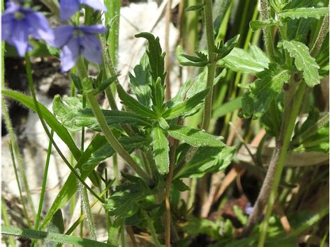 Przetacznik Z Bkowany Veronica Austriaca Syn Veronica Austriaca