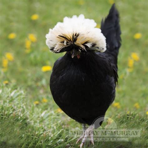 Murray McMurray Hatchery White Crested Black Polish, 50% OFF