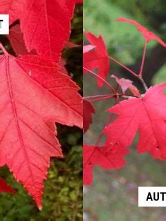 Redpointe Maple vs Autumn Blaze (Differences and Similarities) – World of Garden Plants