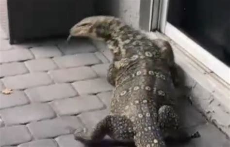 Monstruoso Reptil Frecuenta El Patio De Una Casa Y Mantiene En Vilo A