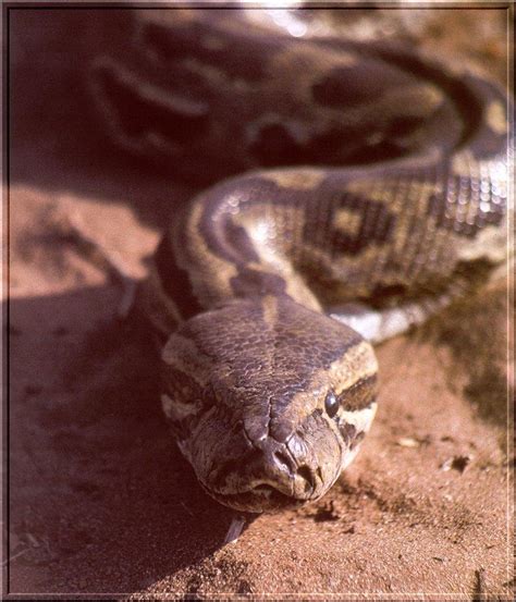 African Rock Python Kapama Blog