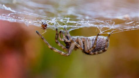 Spider Badumna Longinqua Bugguidenet