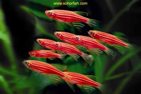 Danio Red Zebra Ornamental Freshwater Fish From Indonesia