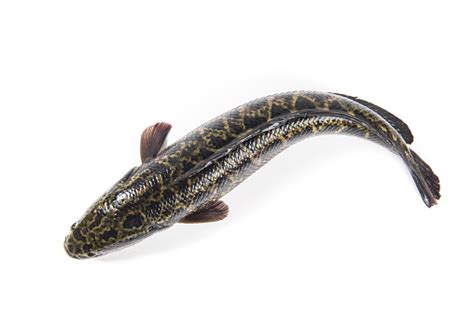 Ikan Snakehead Hidup Yang Diisolasi Dengan Latar Belakang Putih Foto