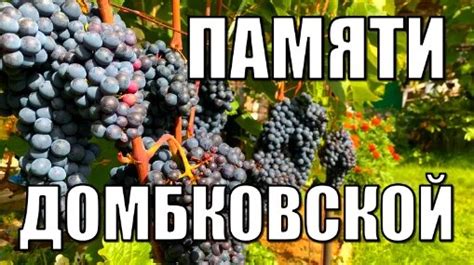 Виноград. Сорт Памяти Домбковской(ЧБЗ).Полное описание и рекомендации ...